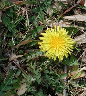 dandelion in lawn