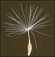 dandelion seed and parachute