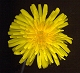 dandelion flower closeup