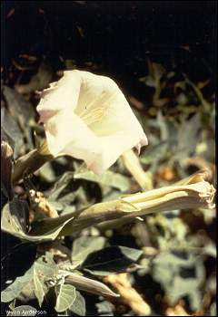 photograph of Jimson Weed