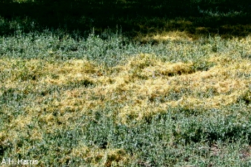dodder growing in a field
