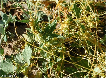 Closeup of dodder on its host