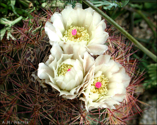 cactus in bloom