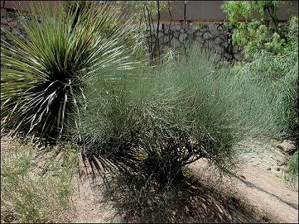 photo of Ephedra