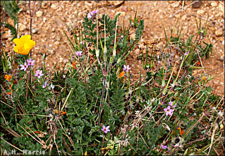 Erodium with flowers, fruit, and foliage