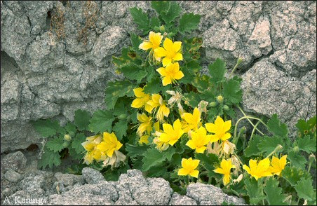 Overview of Rock Nettle, Eucnides bartonoides