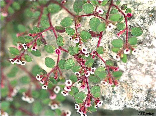 overview, Euphorbia arizonica