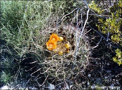 photo of barrel cactus in bloom