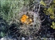 thumbnail of a barrel cactus in bloom