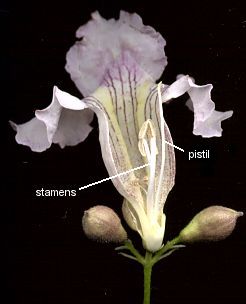 sexual parts of a flower
