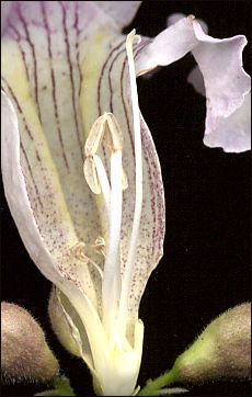 closeup of flower