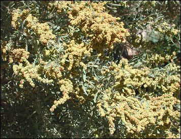 male flowers