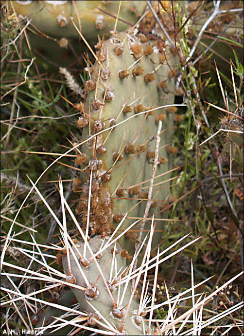prickly pear pad showing glochids