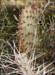 thumbnail of cacti showing glochids