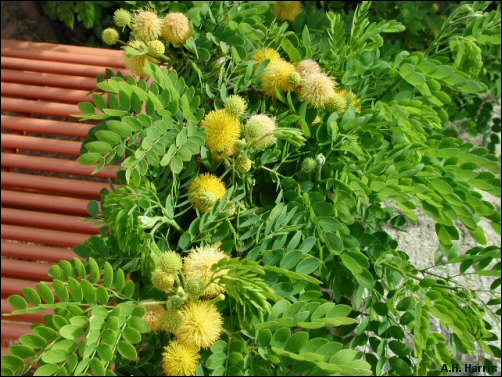 Goldenball Leadtree flowers and foliage