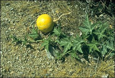 Coyote Gourd