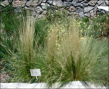 feather grass