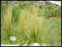 thumbnail of feather grass, Chihuahuan Desert Gardens