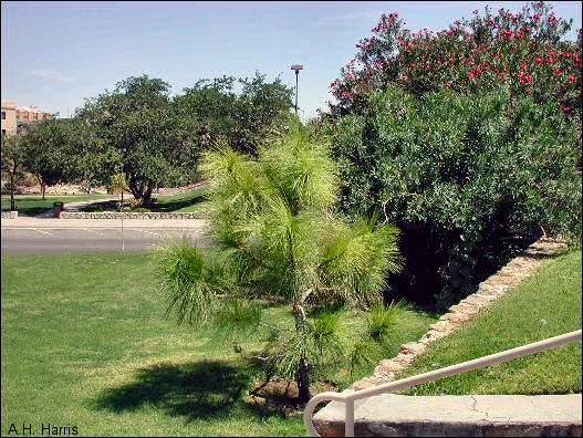 View of plants showing various greens