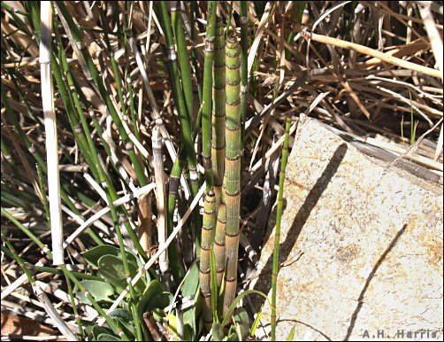 Equisetum in springtime