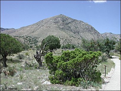 Junipers in the Guadalupe Mts.