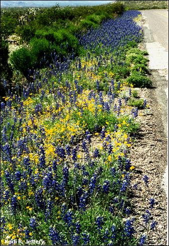 Bluebonnets and friends