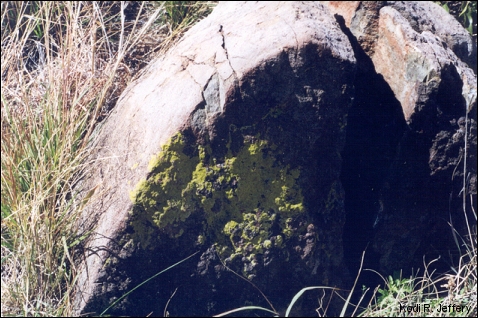 boulder with lichens