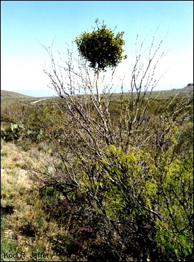 mistletoe growing on mesquite