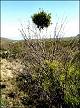 thumbnail of a mesquite with mistletoe