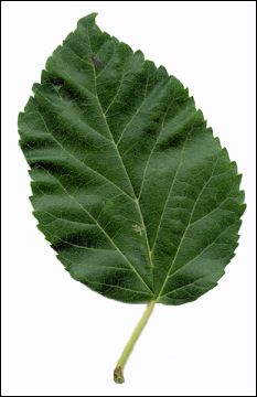 Mulberry Leaf