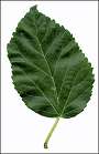 thumbnail of mulberry leaf