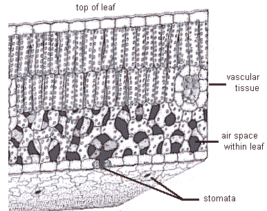 cross section of leaf