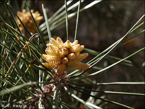 Male cones of a pine