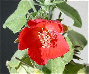 flower of a mallow