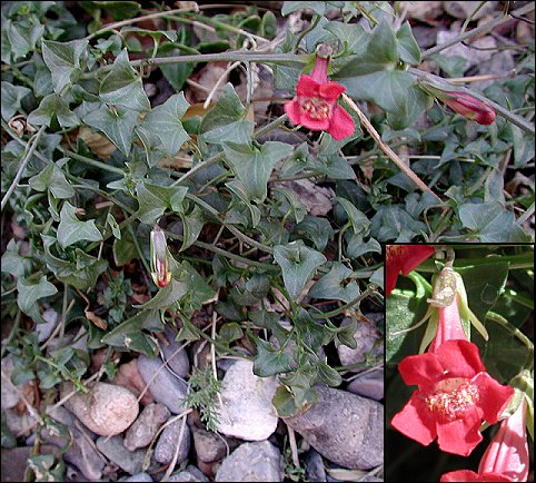 vine and flowers