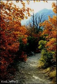 Fall view in McKittrick Canyon