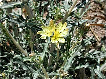 Overview of Stickleaf, Mentzelia multiflora