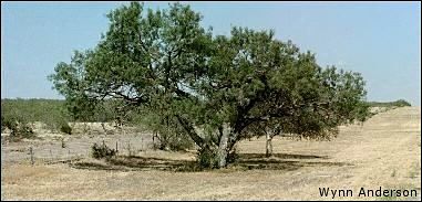 overview of mesquite tree