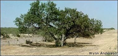 mesquite tree