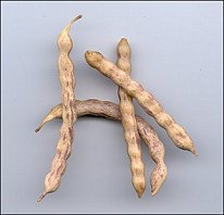 mesquite beans