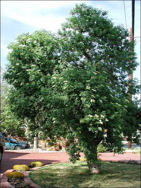 overview of Mexican Elderberry