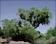 thumbnail of mistletoe in cottonwood