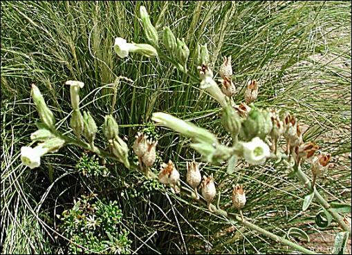 thumbnail of Desert Tobacco