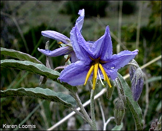 flower of silverleaf nightshade