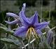 thumbnail of silver nightshade flower