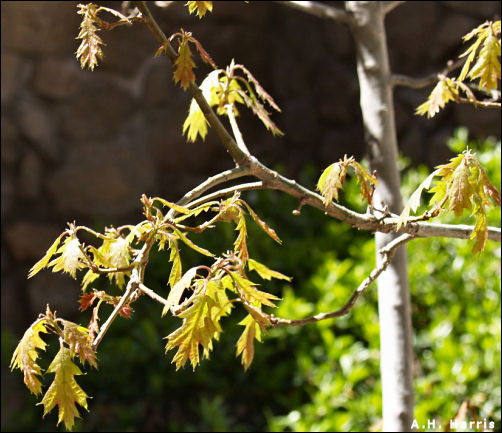 Oak branch leafing out