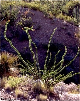 ocotillo image