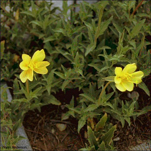 Flowers and foliage, Organ Mountains Evening Primrose