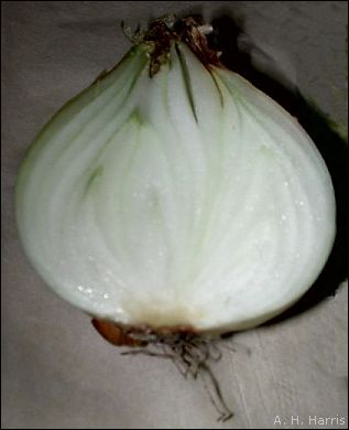 vertically sectioned onion
