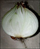thumbnail of onion bulb